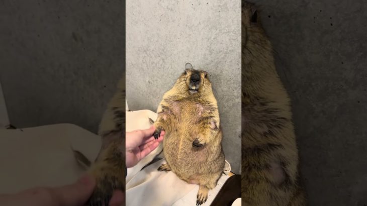 The Marmot Handshake Event… So Cold 😂 #marmot #mamochi