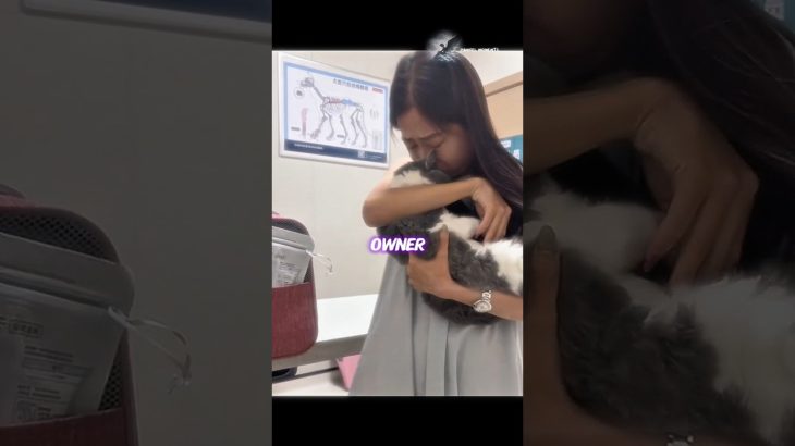 ​The Moment Every Pet Owner Fears… 💔