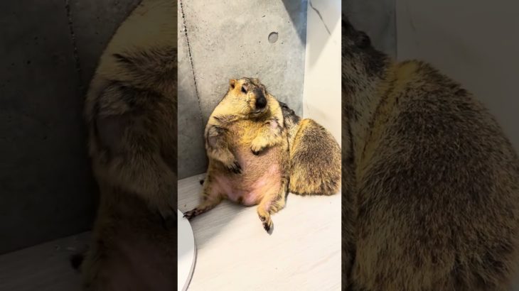 The Most Majestic Marmot Sit Ever #marmot #mamochi #shorts