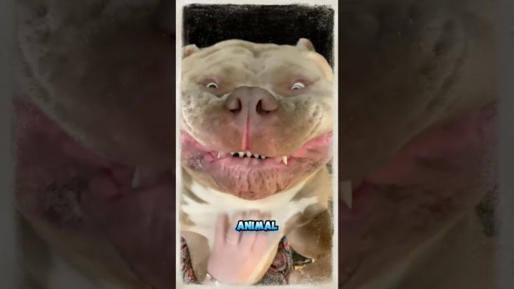 This Animal Looks Cute… But Can You Pet It?