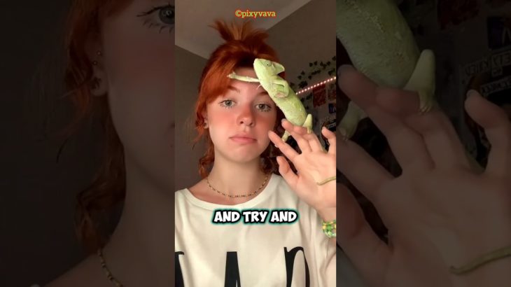 This girl totally messed up getting a chameleon as a pet.🥰💝 ChameleonChaos #PetFail #ViralPets