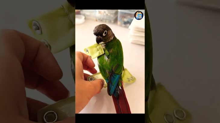 Tota bhi diaper pehenta hai 😲🦜Pet lovers ke liye ye idea sach me game-changer hai ! #parrot #shorts