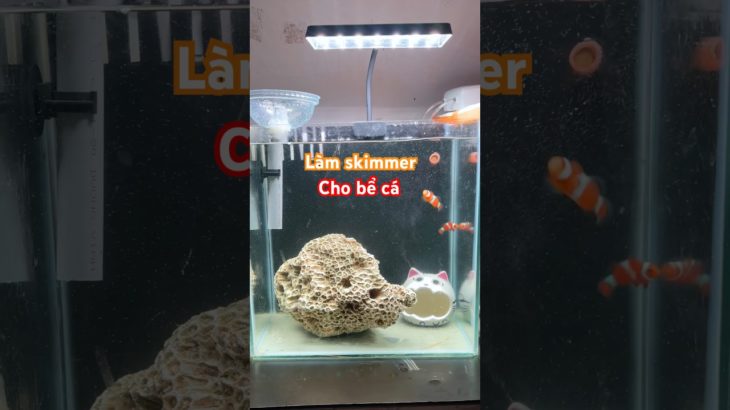 Tự chế skimmer cho hồ cá biển #tranfish #pet #aquarium #fish #thuysinh