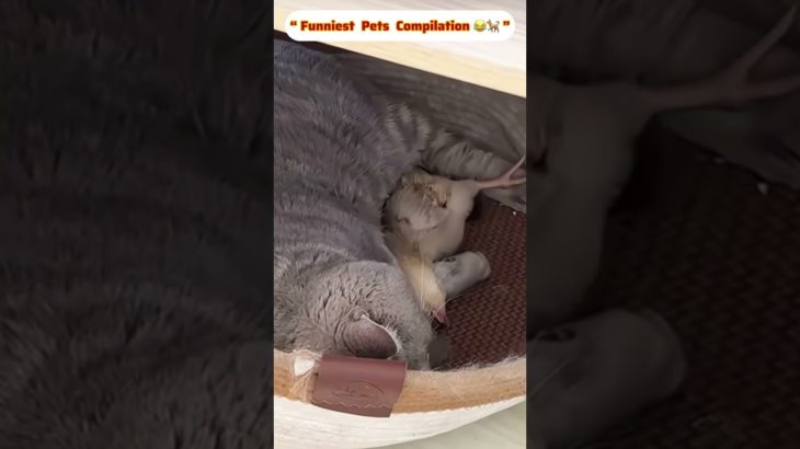 Ultimate 2026  fanny Pet Compilation 🐾😍 #short #fannu #petvideos#kitty