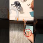 What a game this man made for his pet squirrel