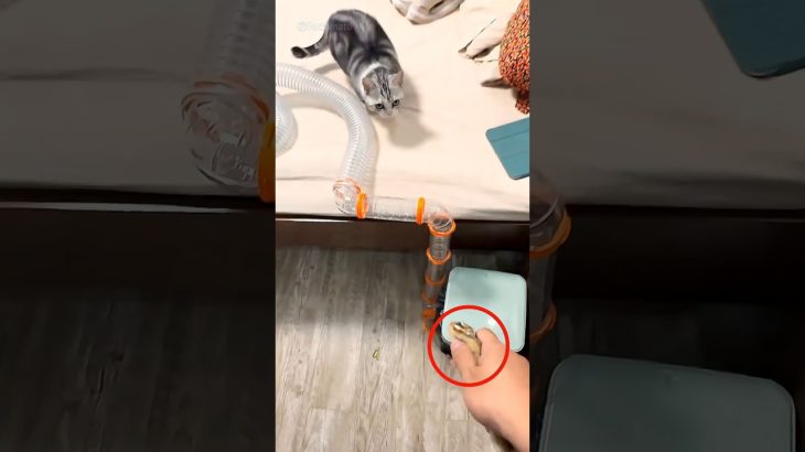 What a game this man made for his pet squirrel