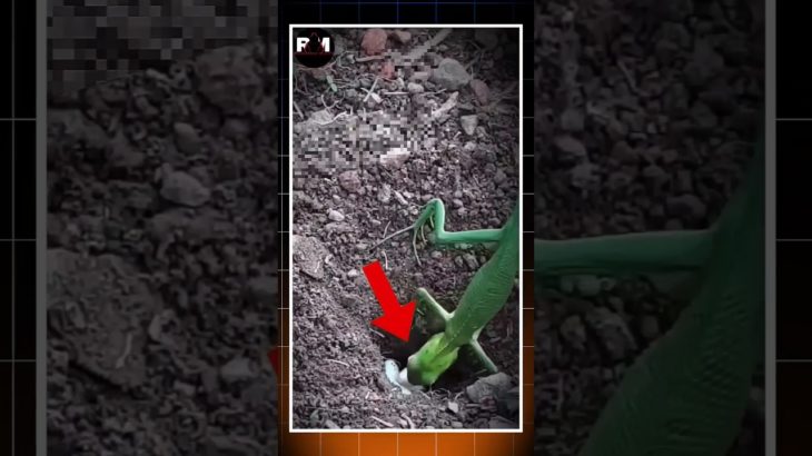 Where does the pet lizard lay eggs?🤔 #shorts