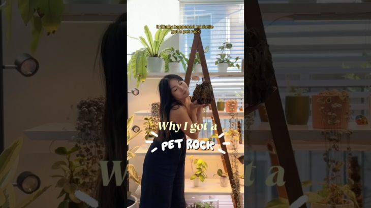 Why I got a PET ROCK?! 🪨 #shorts #plants #carnivorousplants #pinguicula #houseplants #indoorplants