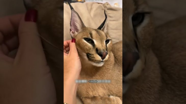 Why So Few People Keep a Caracal as a Pet! 🐱 #shortsvideo