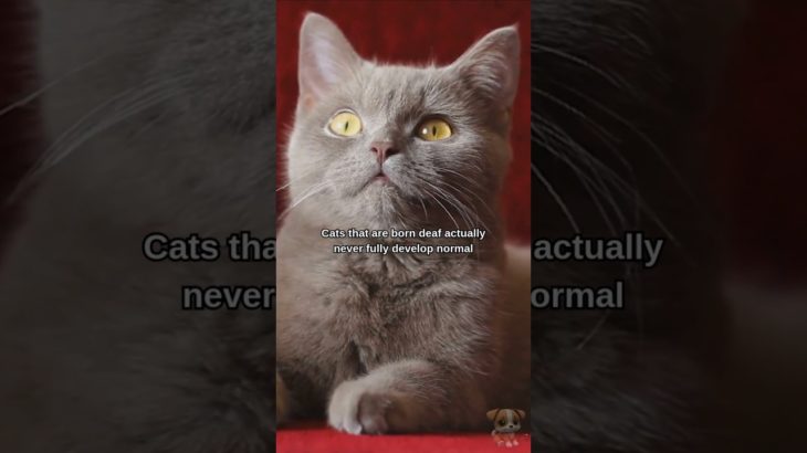 Why Your Deaf Cat SCREAMS So Loud! 🐱 #shorts #cat #cats #pet #pets