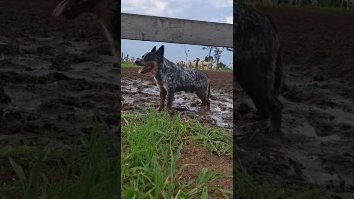 @acouguenota10 🐕Cuidados com Cachorro Dicas Simples para Deixar Seu Pet Feliz e Saudável