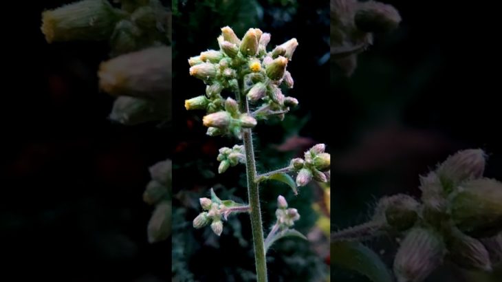 beauty of blumea laceras plant#plants#wildplant#flowers#nature#satisfyingvideo#viralshort#viralsongs