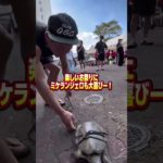 ブレイキングダウンゆうとのペット紹介#ブレイキングダウン# #breaking #ペット#格闘技