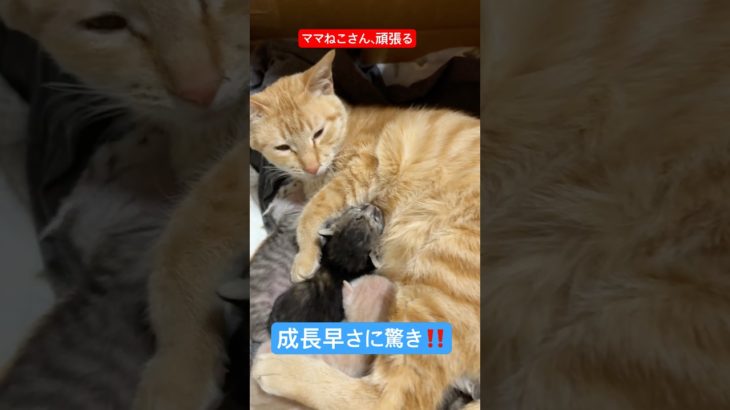 ママねこ🐱さんがんばる #いやし #cat #子ネコ #ペット #子猫 #好きな子猫 #猫のいる暮らし