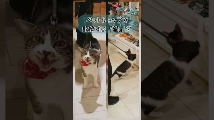 散歩する猫が？ペットショップを散策していると！ #cat #散歩する猫 #かわいい猫