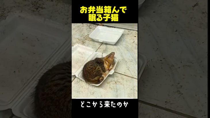 弁当子猫を保護すると先住犬と繋がる！#動物保護 #ペット #cat