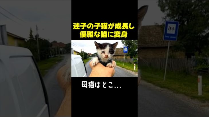 街で迷子子猫を保護すると先住犬大好き猫に！#動物保護 #ペット #cat