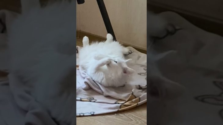 😻😻😻  #cat   #일본만화영화 #고양이일상  #かわいいペット #crazycat #kitten #милыекоты #love #cutecatshorts