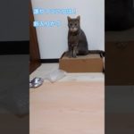猫に経験値を稼いでもらいたかった #猫 #ペット #cat #pet