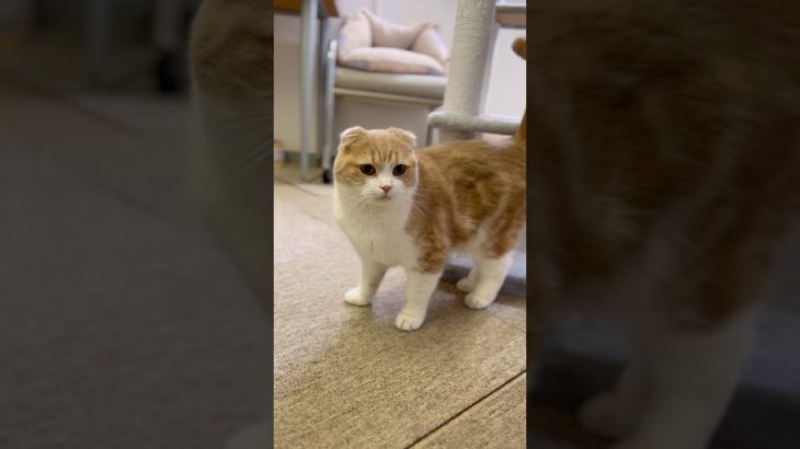 スコティッシュフォールドのつくねちゃん【猫専用ペットホテル】#cats #shorts