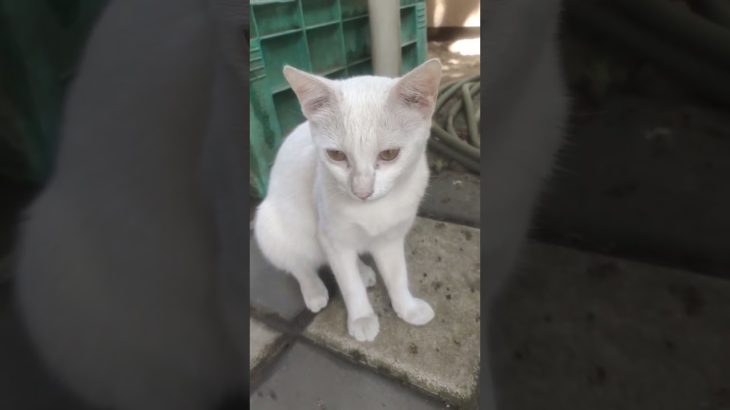 chanchula chanchitha maharani #cat #pet #youtube shorts #trending #viral