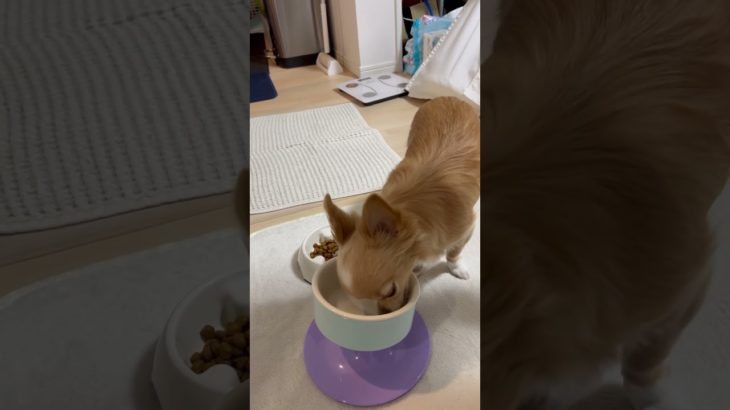 食べて、考えて動くチョビ❣️ #チワワ #ペット #チョビ #chihuahua #いぬ #吹雪🌨️#選挙