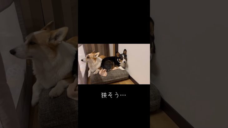 狭そう… #コーギー #corgi #犬のいる暮らし #ペットのいる暮らし #コーギー兄弟