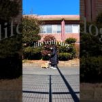 ペットロスを経験して分かったこと🐶#corgi#shorts#dogshorts#コーギー#保護犬#ペットロス#かわいい犬 #癒し