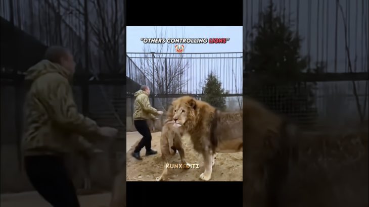 crazy guy controlling lion💀🗿#edit #viral #lion #pet