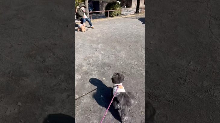 散歩中に大好きな人を発見！喜び爆発のチョコとミルク🐶🐶💓💓 #犬好き#ペキニーズ#トイプードル#犬のいる暮らし#多頭飼い#ペット#dog#散歩