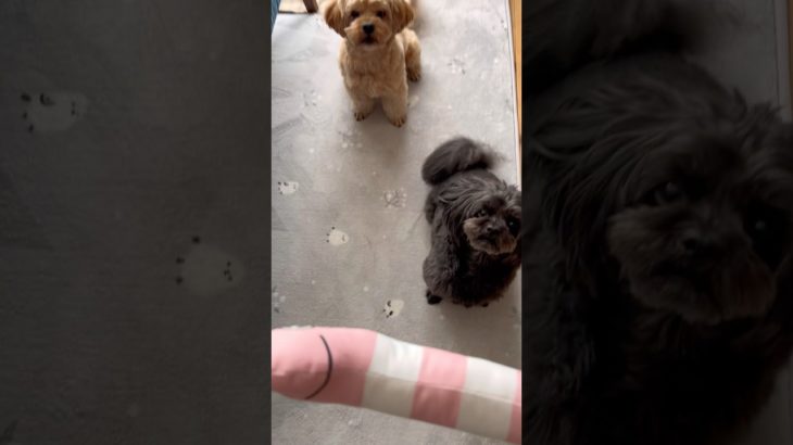 奪って逃げてまた奪う！独占ミルク🐶のカリスマ劇場#犬好き#ペキニーズ#トイプードル#犬のいる暮らし#多頭飼い#ペット#dog