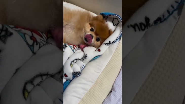今日のモカちゃん #ポメラニアン #癒し #犬 #犬のいる暮らし #ペット #dog #shorts #short