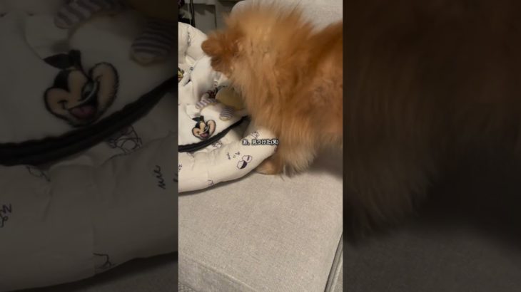 寝床に顔突っ込むモカちゃん #ポメラニアン #ペット #癒し #犬 #dog#犬のいる暮らし #shorts #short
