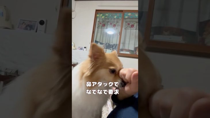 鼻でグイグイ(そんなに強引なやり方って😓)要求上手なポメチワ 　#犬のいる生活 #チワワ #癒し  #可愛い #愛犬＃ポメチワ＃dogs