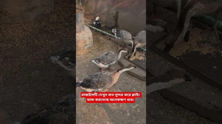 রাজহাঁসটি দেখুন কত সুন্দর করে ফ্লাইং ডান্স করতেছে অনেকক্ষণ ধরে।#ducks#pet#howladeragro