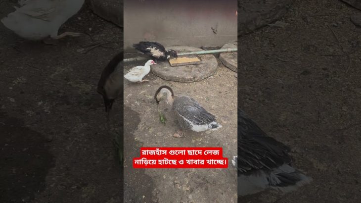 রাজহাঁস গুলো ছাদে লেজ নাড়িয়ে হাটছে ও খাবার খাচ্ছে।#ducks#pet#howladeragro