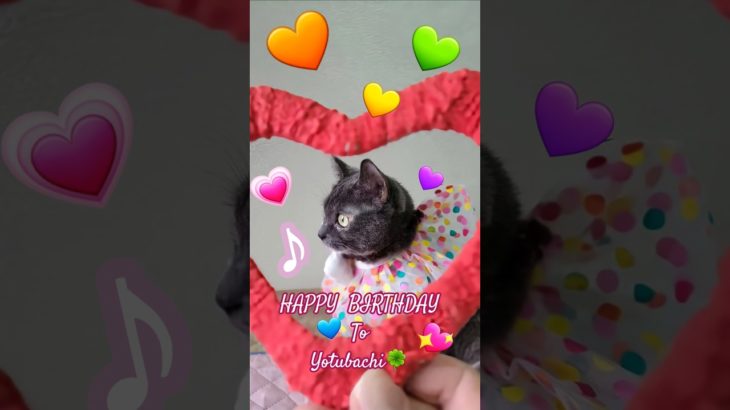 🎂お祝いは@株式会社ジャパンペットコミュニケ 様の🧧🐔Ⓜ️edi Suppli ➕猫用✨今月は【２月度vetslabo にゃんこ宣伝部員】をさせて頂きましたので２/9で四歳になった📛四歳のお誕生日を