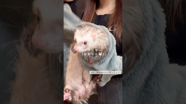 ドライヤー(はおくん編) #フェレット #フェレットのいる生活 #ferret #ペット