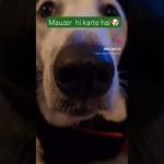 #funny  #comedy #dog #cat #pet #viralshort #maxzervlogs #maxzer #petcomedy #doglover #cute