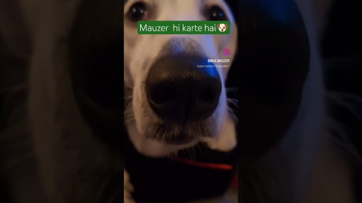 #funny  #comedy #dog #cat #pet #viralshort #maxzervlogs #maxzer #petcomedy #doglover #cute