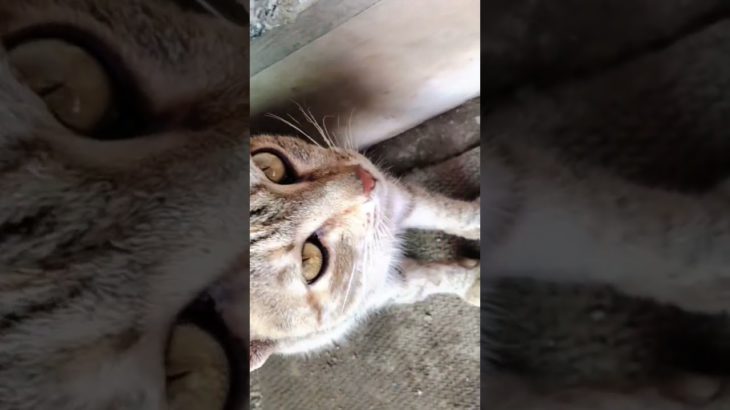 बिल्ली के नुकसान #funny #emostional #pet #cat #lyricalzone #cuteanimals #comedy #mrsanjaycomedy