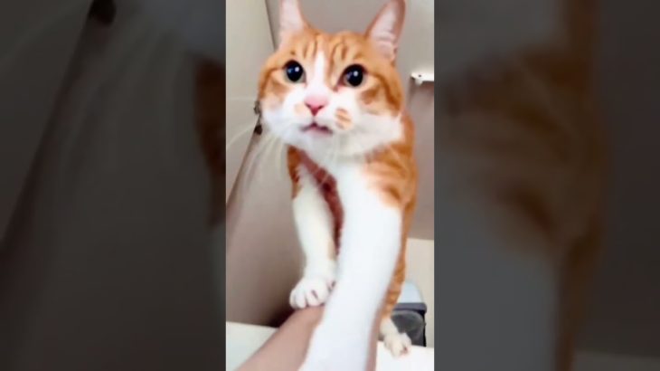 #funny #funnyanimals #pet #cute #shortvedos