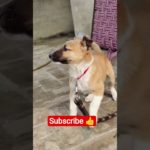 #funny #himaniswamivlogs #subscribemychannel #youtubesubscription #1millionviews #onthisday #pet