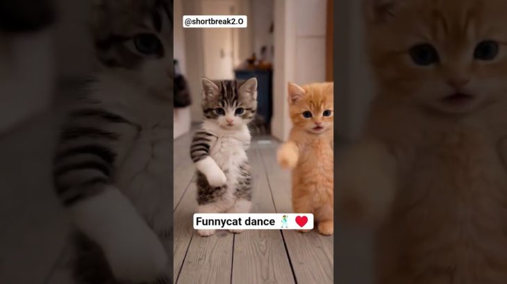 😂😭#funnycats #cats #viralreels #catlife #pet