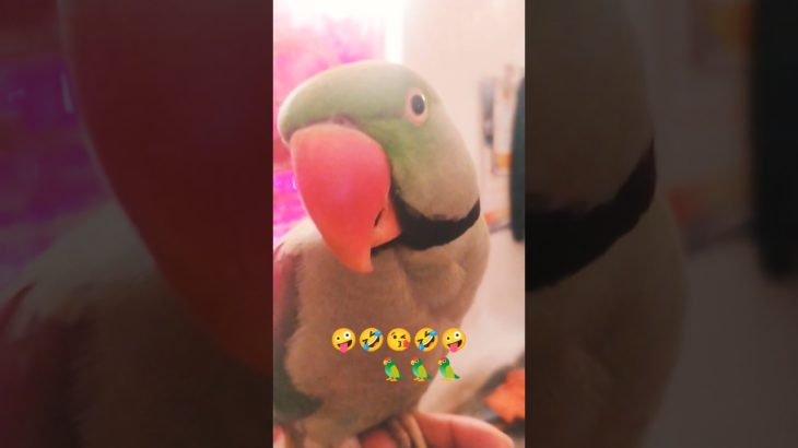 #funny#fannyshort#shortfeed#parrot#pet#petlover#cuteanimals#mitthubeta#ytshorts#virl#youtubeshorts