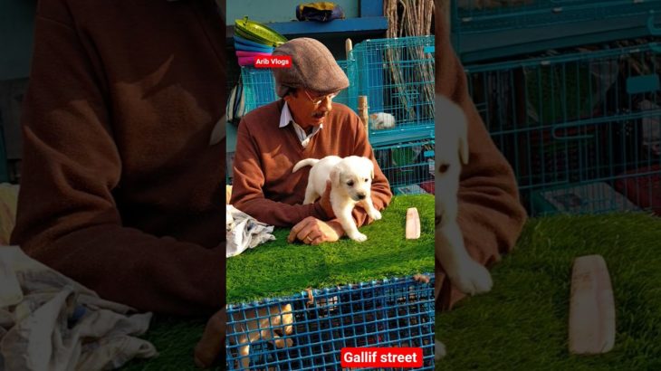 galiff street pet market | dog market Kolkata #shrots #dog #petmarket #galiffstreet