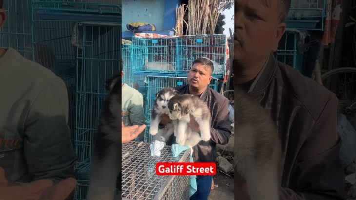 galiff street pet market | dog market Kolkata #shroud #dog #petmarket #galiffstreet