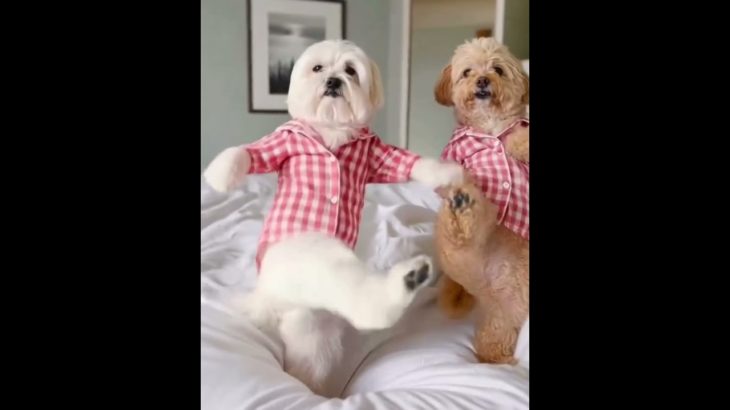 high-end pet gear without the guilt #ecopets #petlife