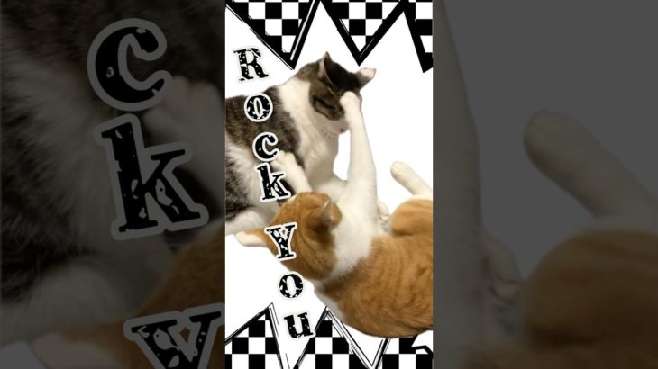 ネコパンチコレクションinうちの猫たち　#cat #ペット #猫のいる暮らし #ねこ #保護猫