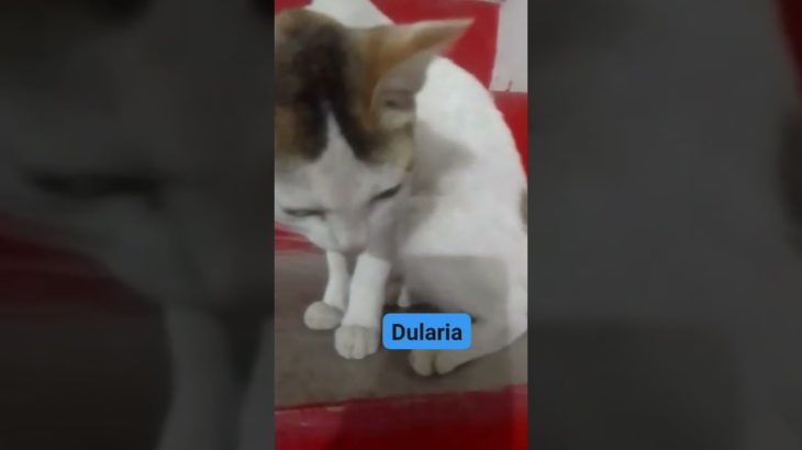 दुलरिया। #maithiliksinehee #rajivmishra #minivlog #pet